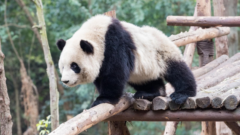 Santuario de osos pandas Sichuan